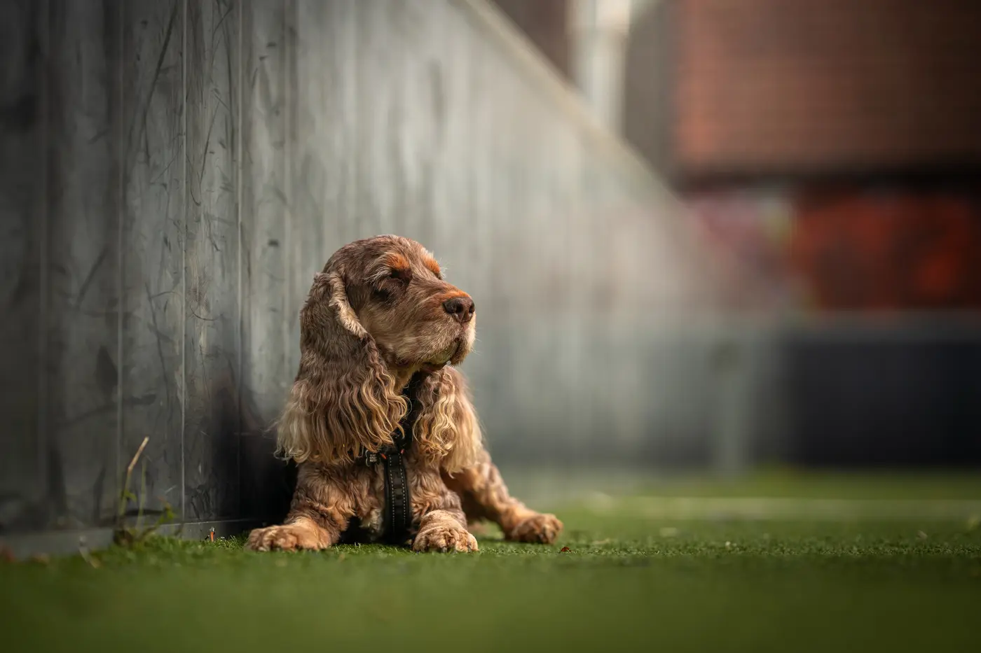 Hundefotografering