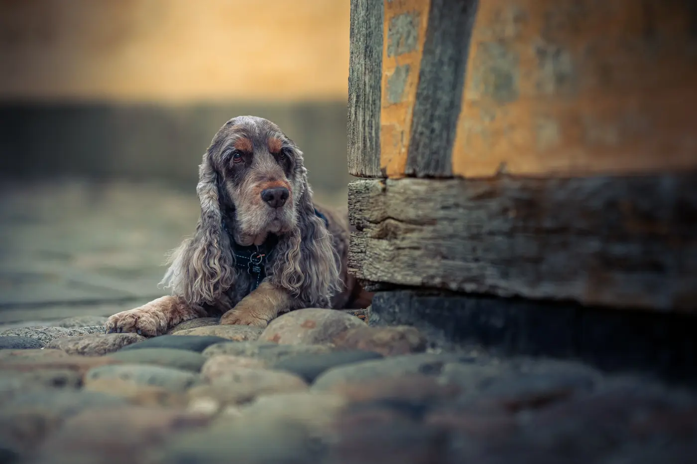 Hundefotografering