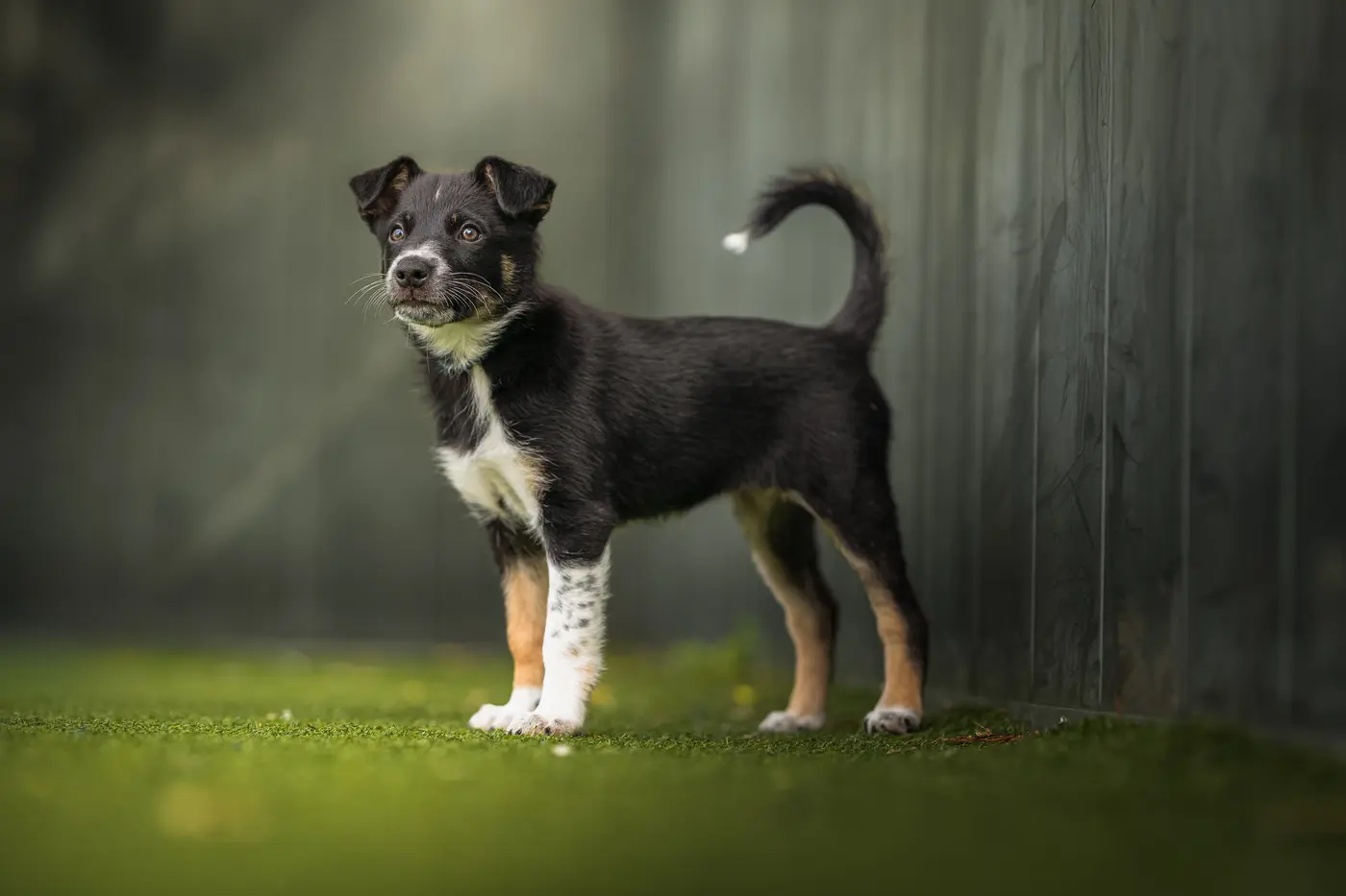 Hundefotografering