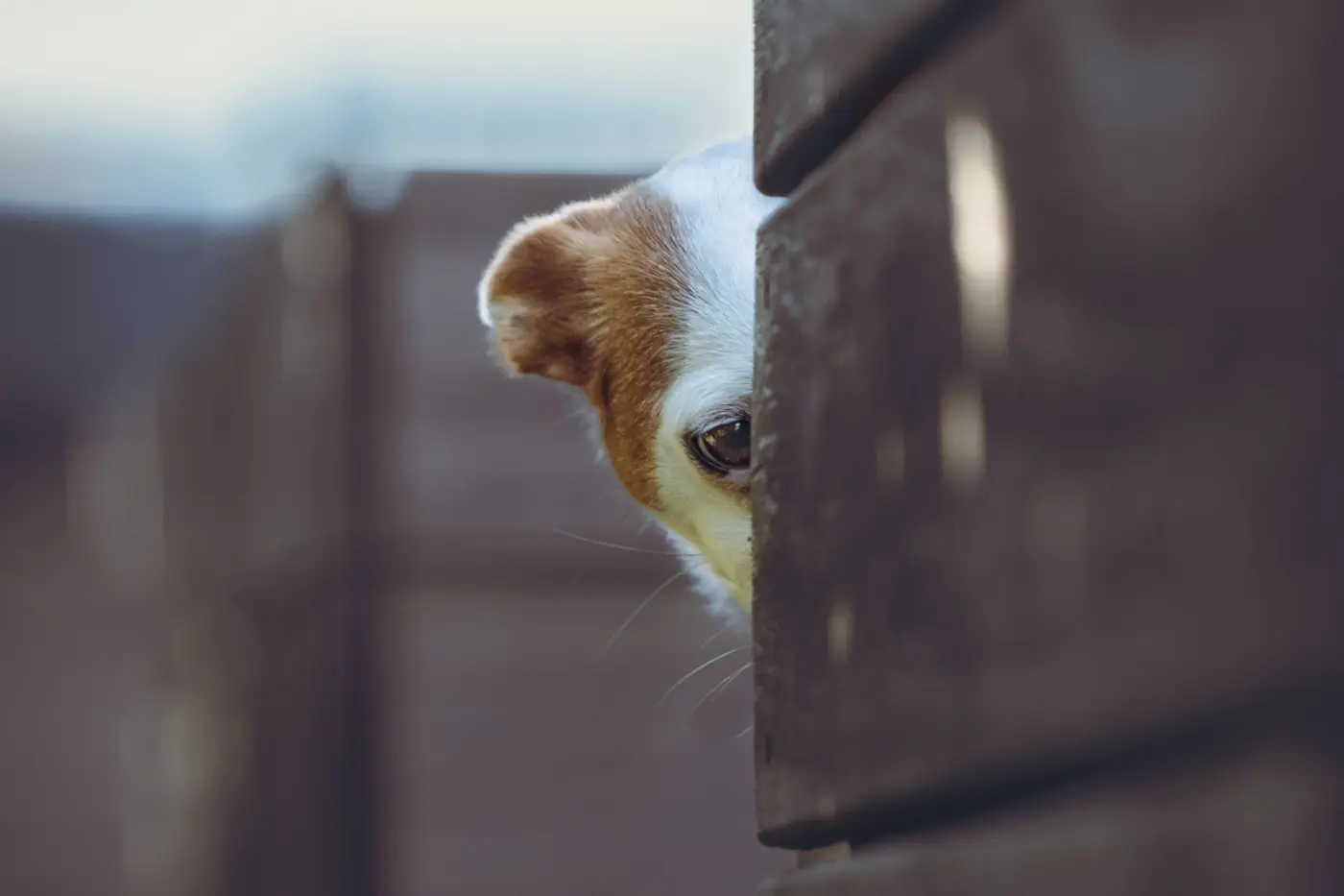 Hunde