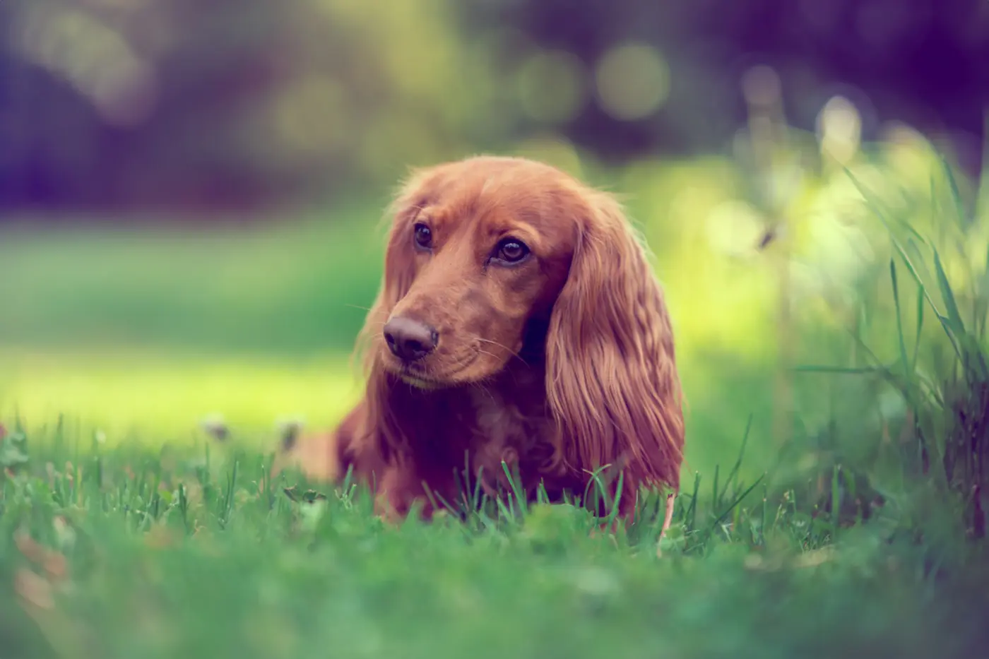 Hunde