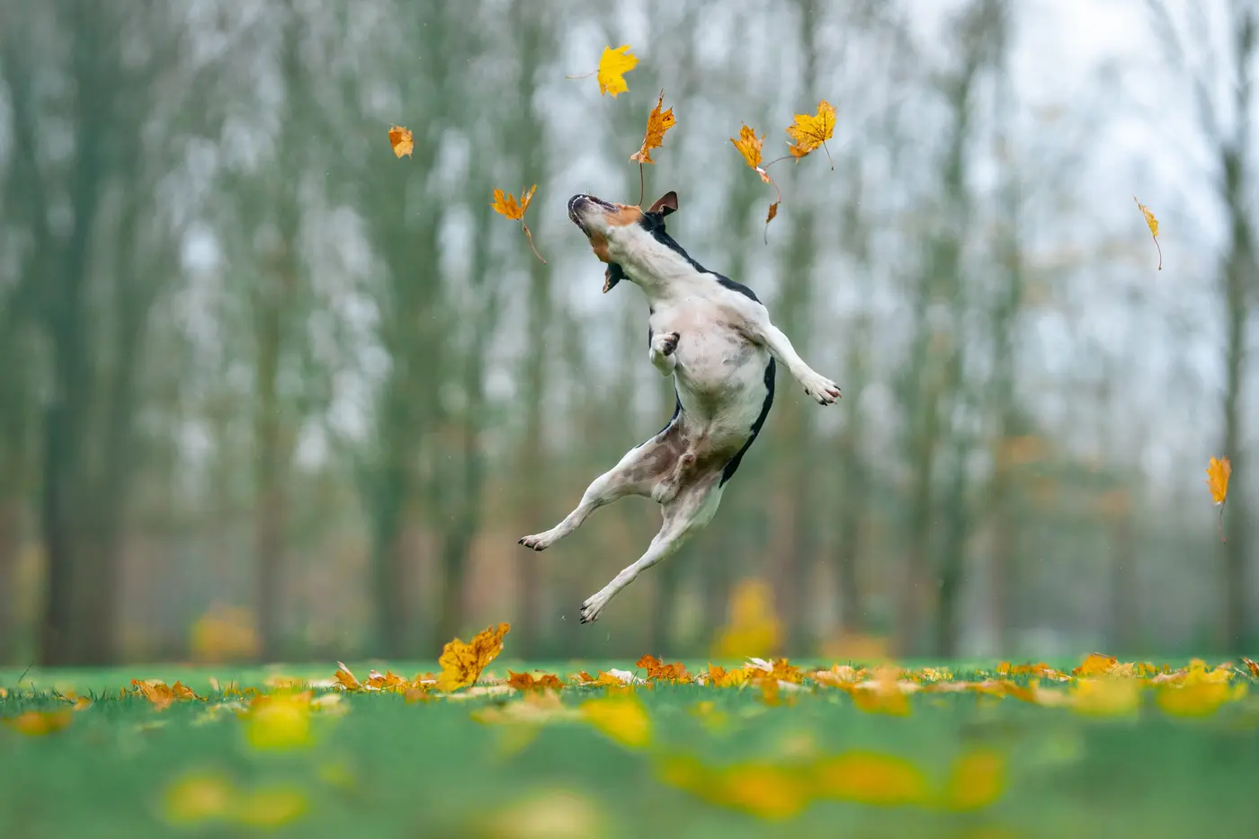 Hunde