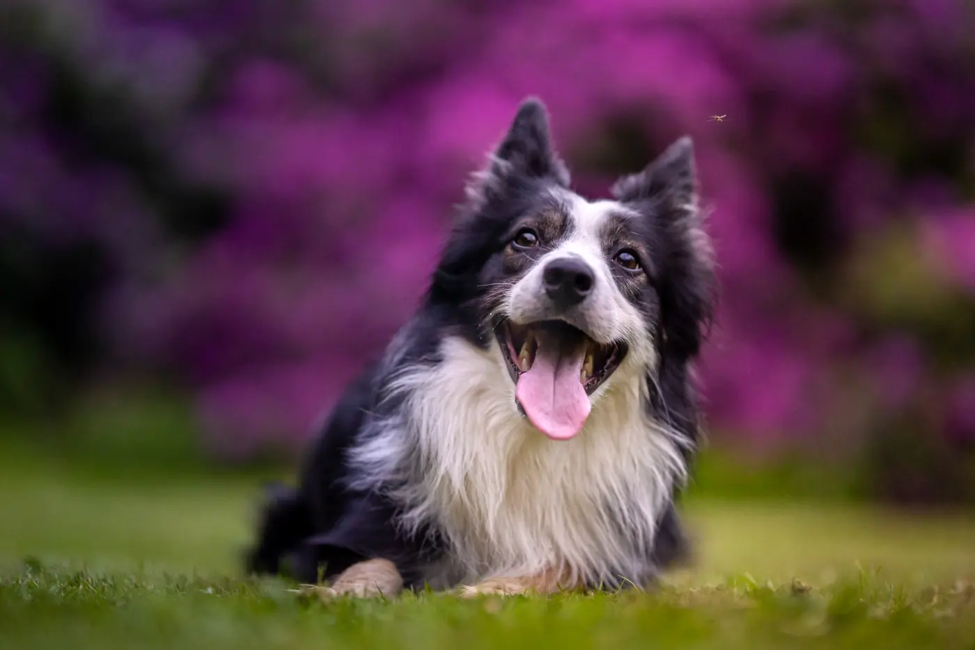 Hunde