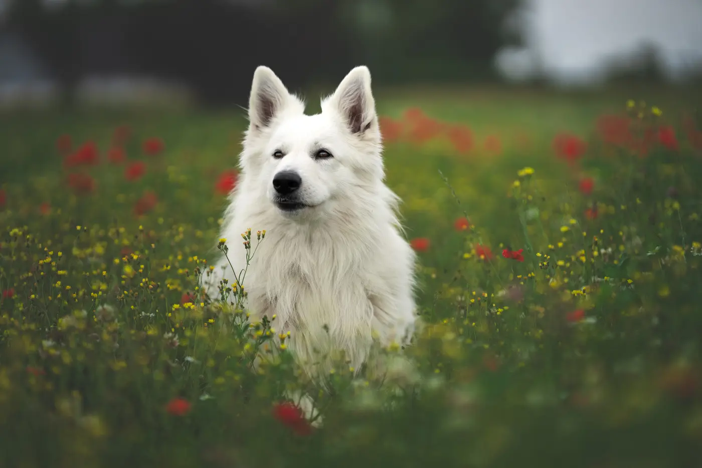 Hunde