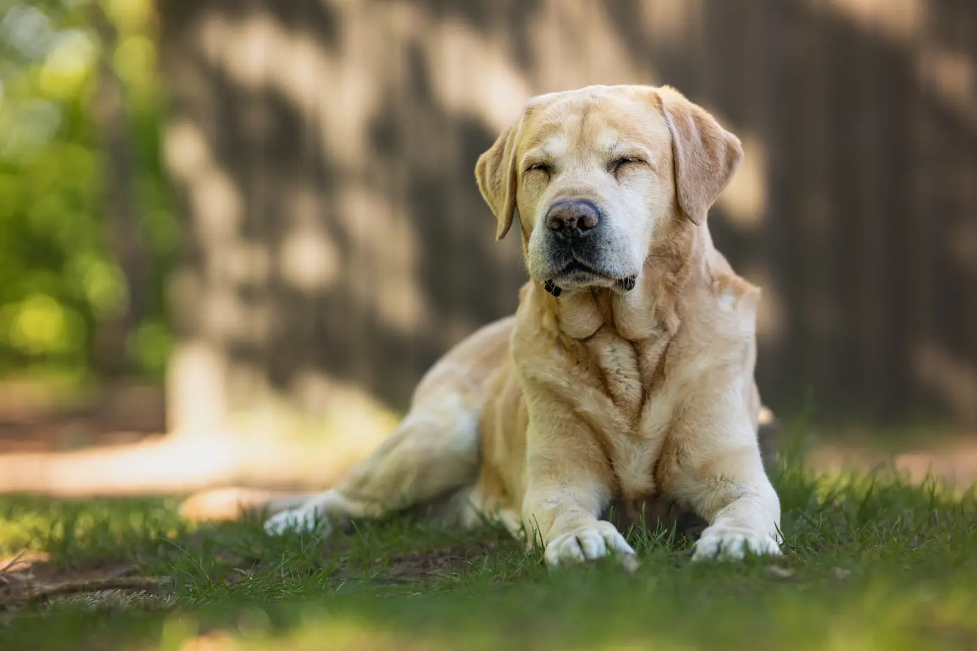 Hunde