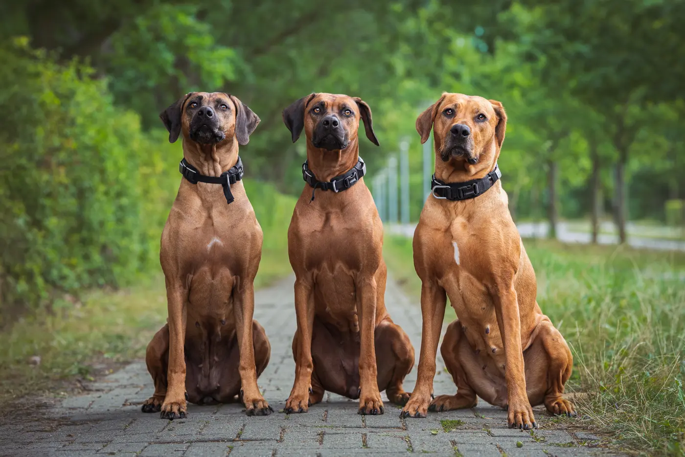 Hunde