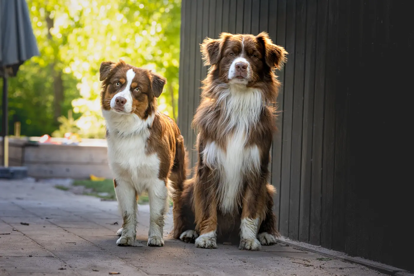 Hunde