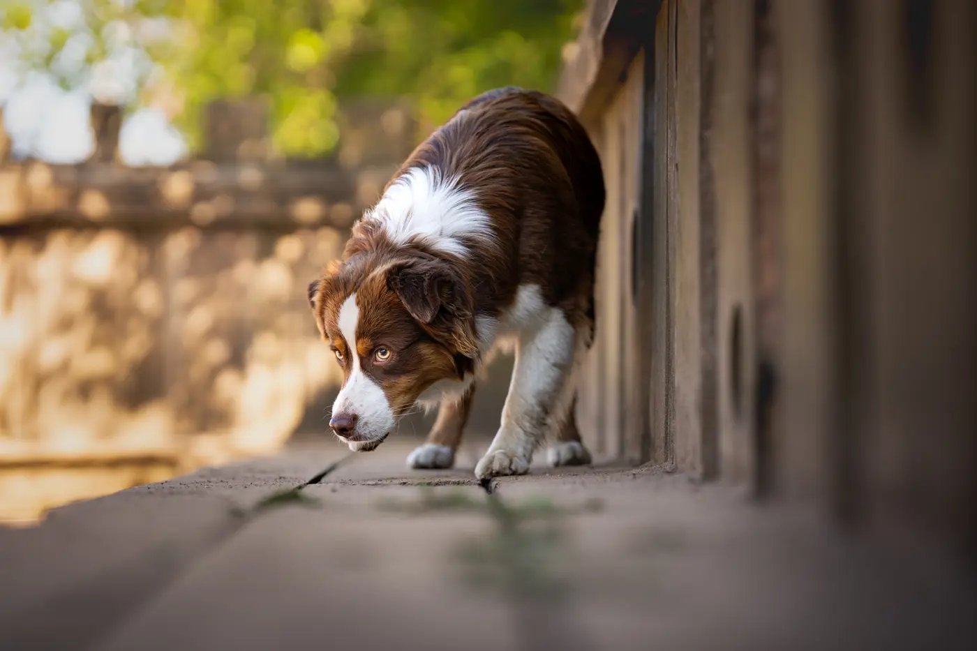 Hunde