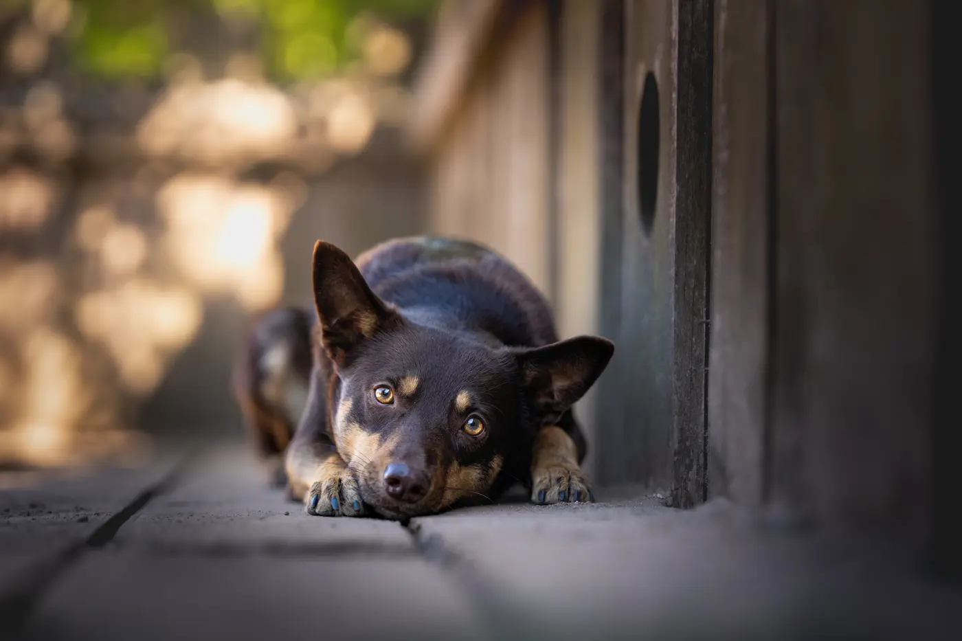 Hunde