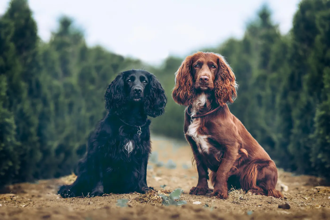 Hunde