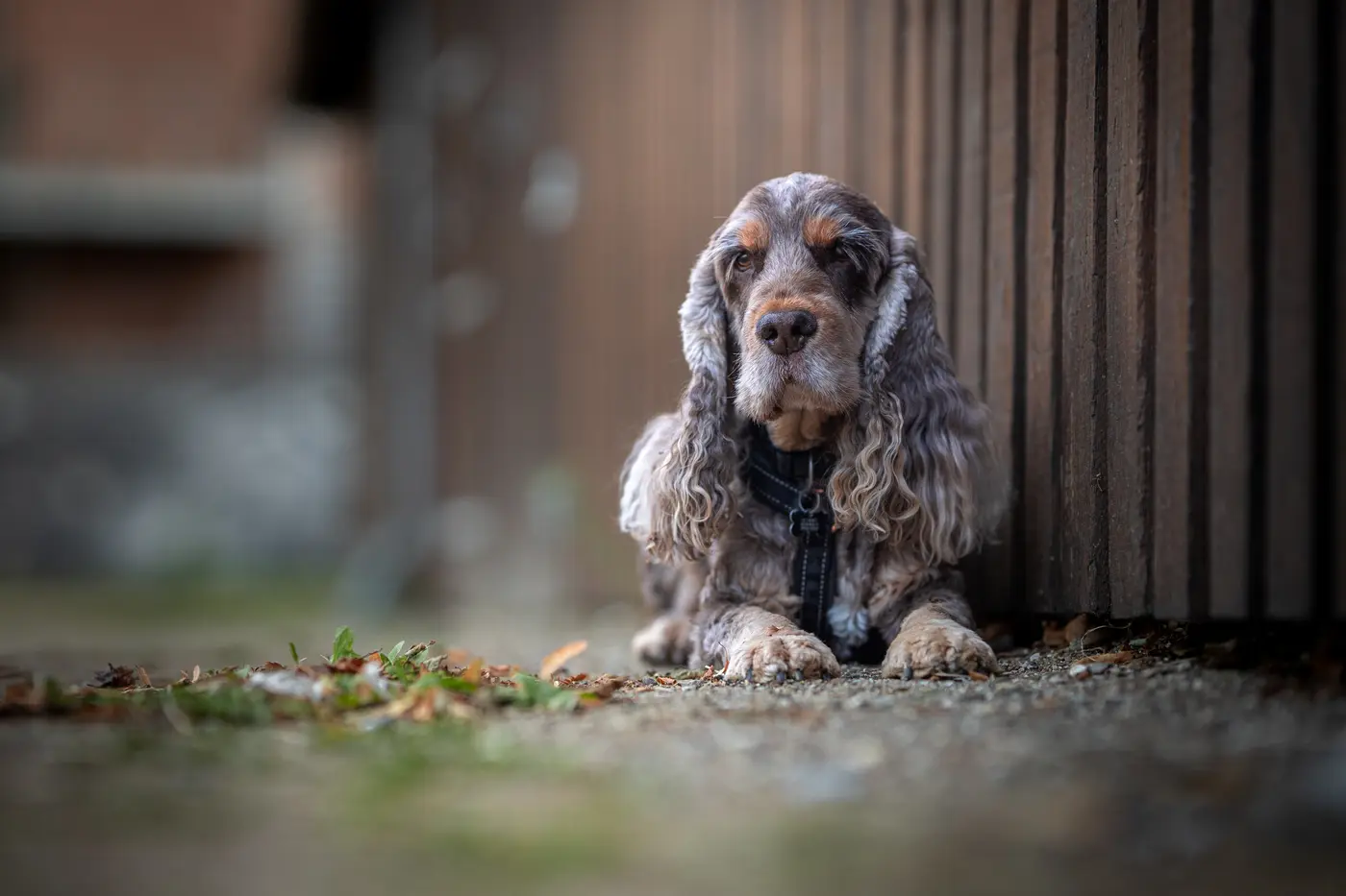 Hunde