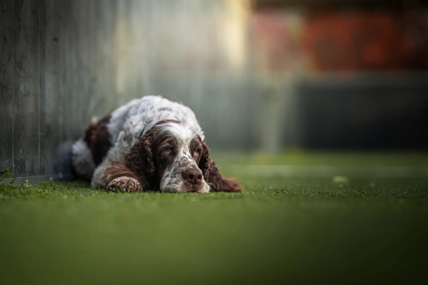 Hunde