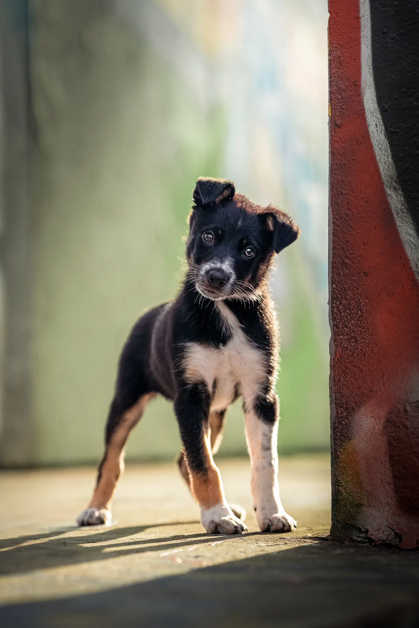Hunde