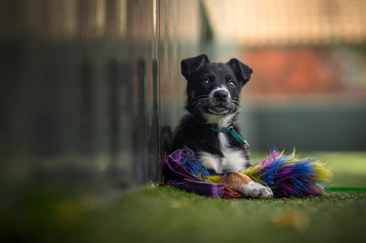 Hunde