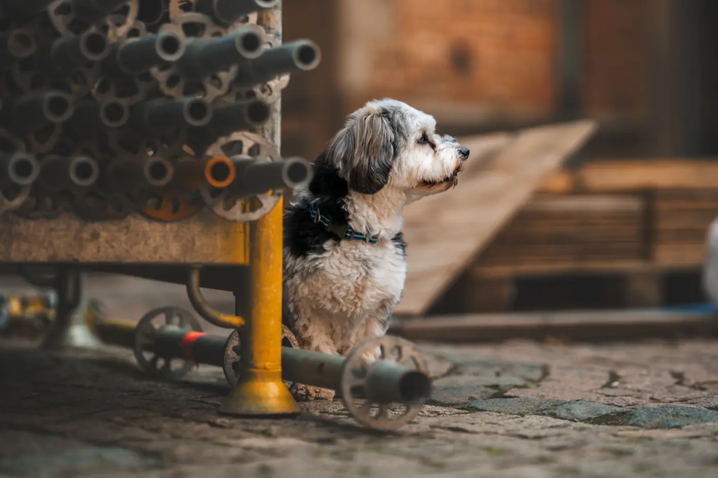 Hunde