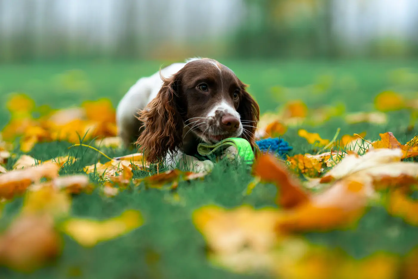 Hunde