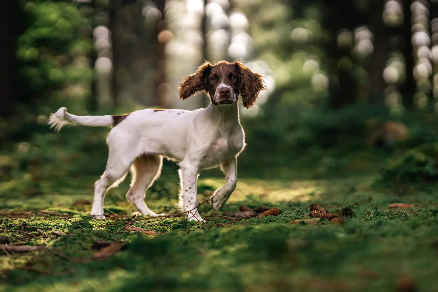 Hunde