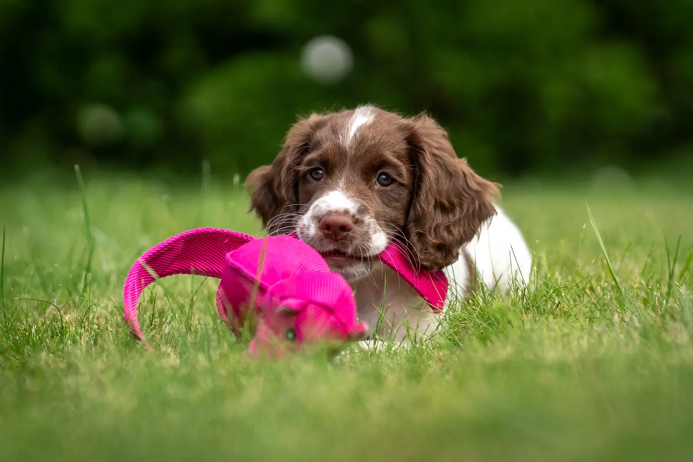 Hunde