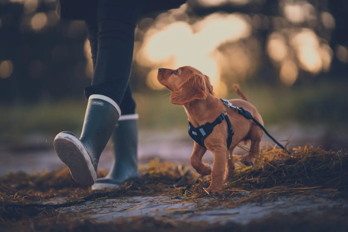 Hunde
