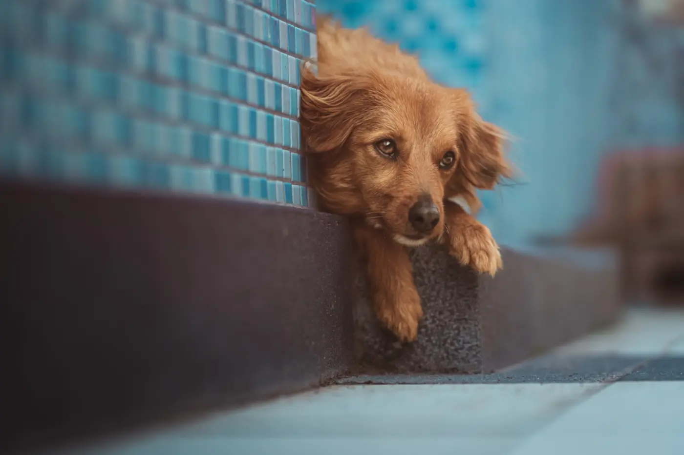 Hunde