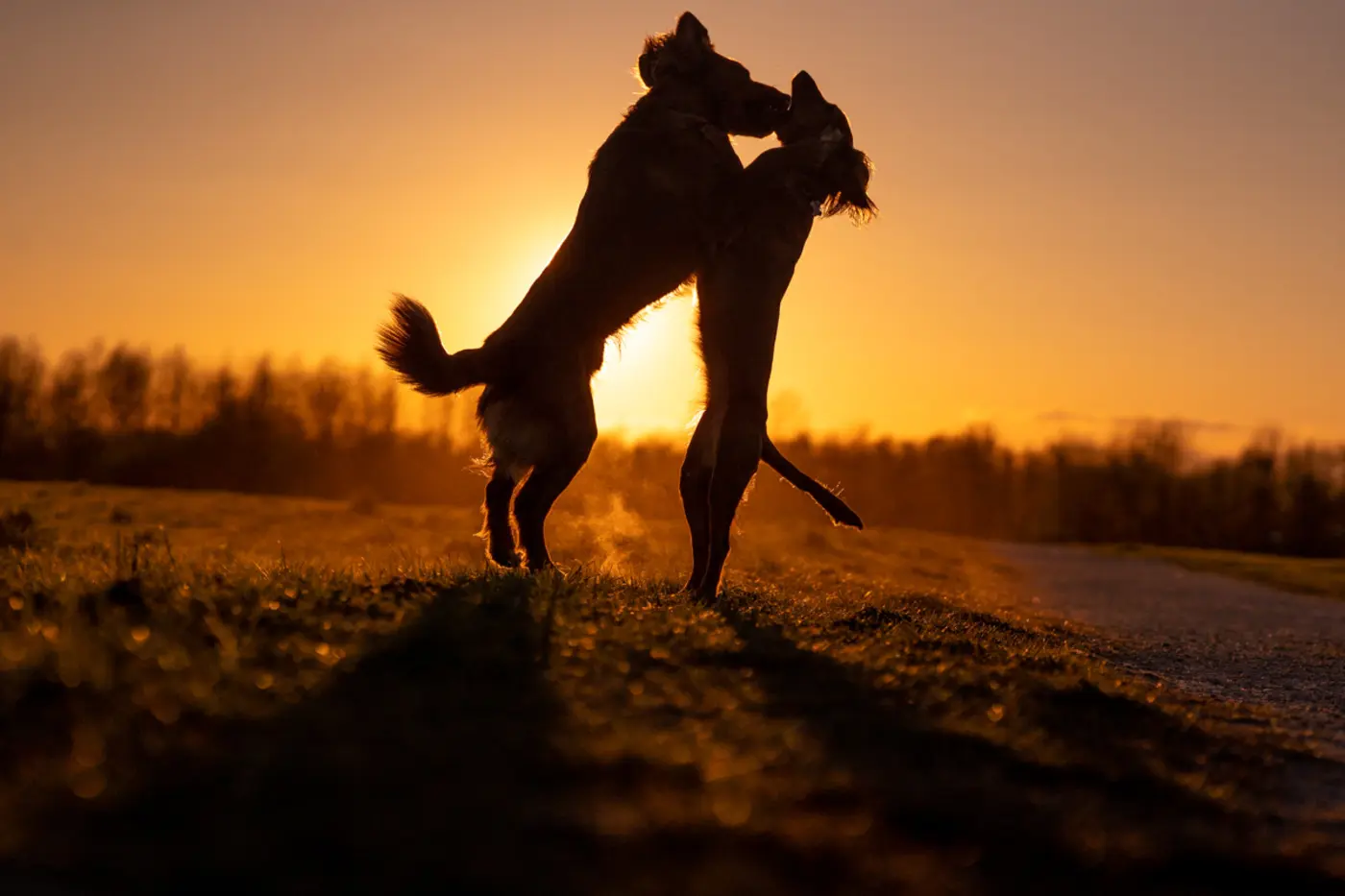Hunde