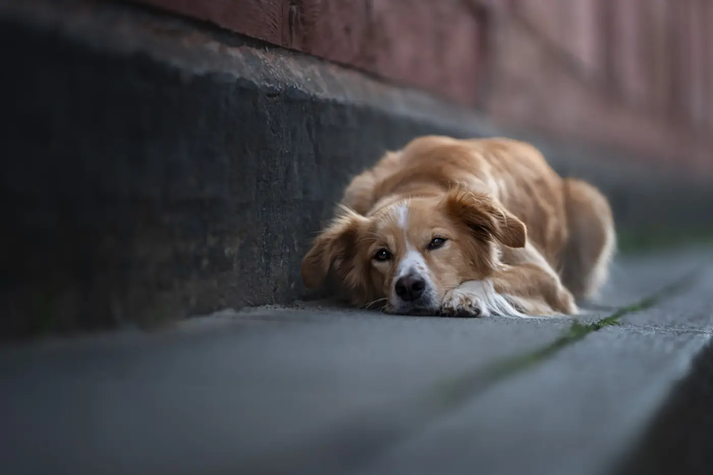 Hunde