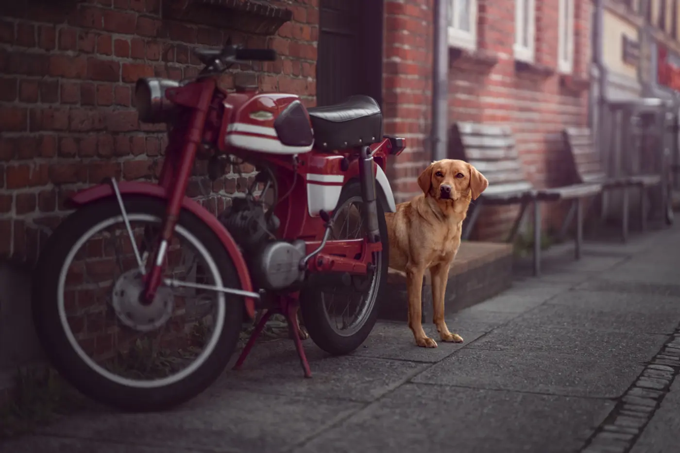 Hunde