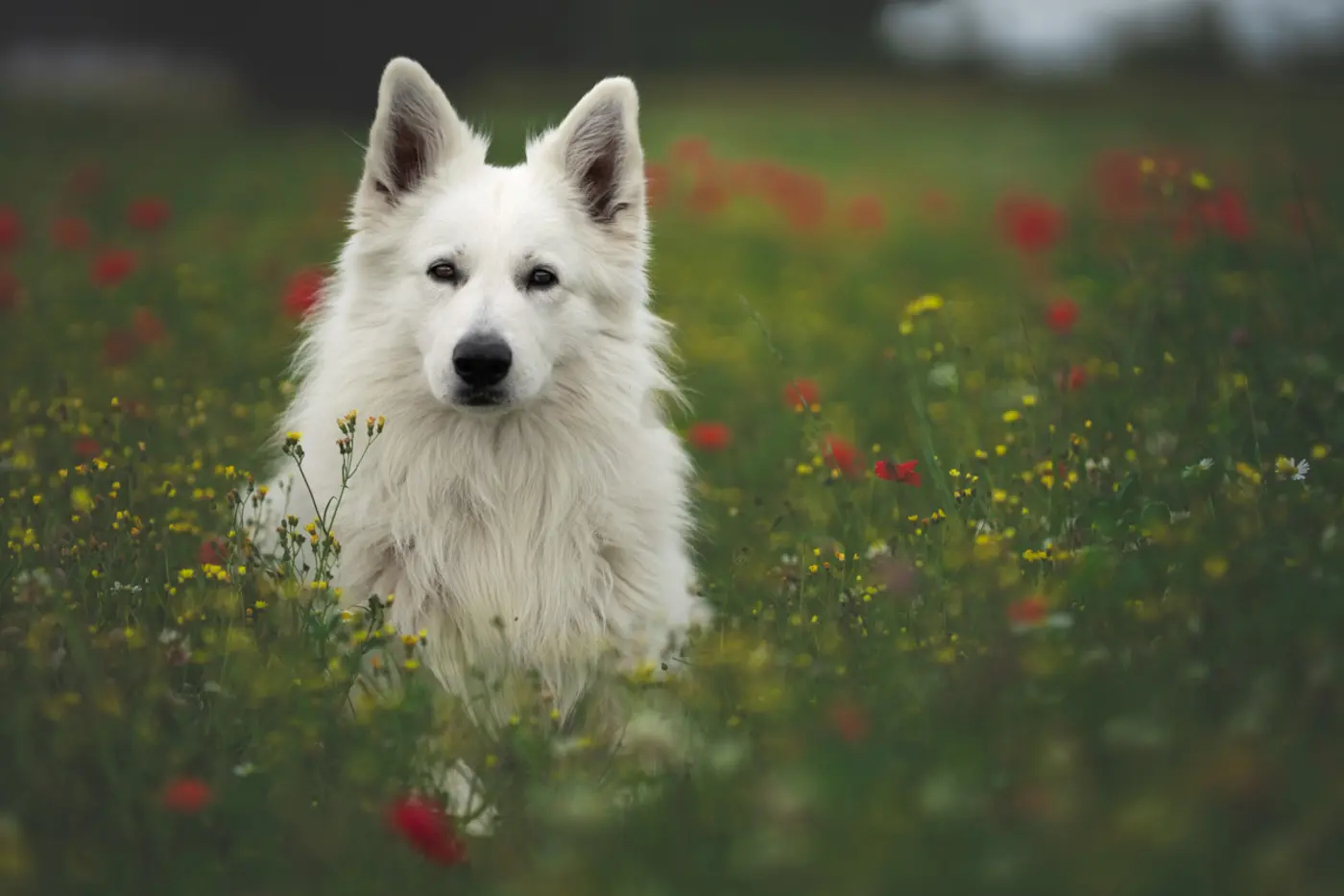 Hunde