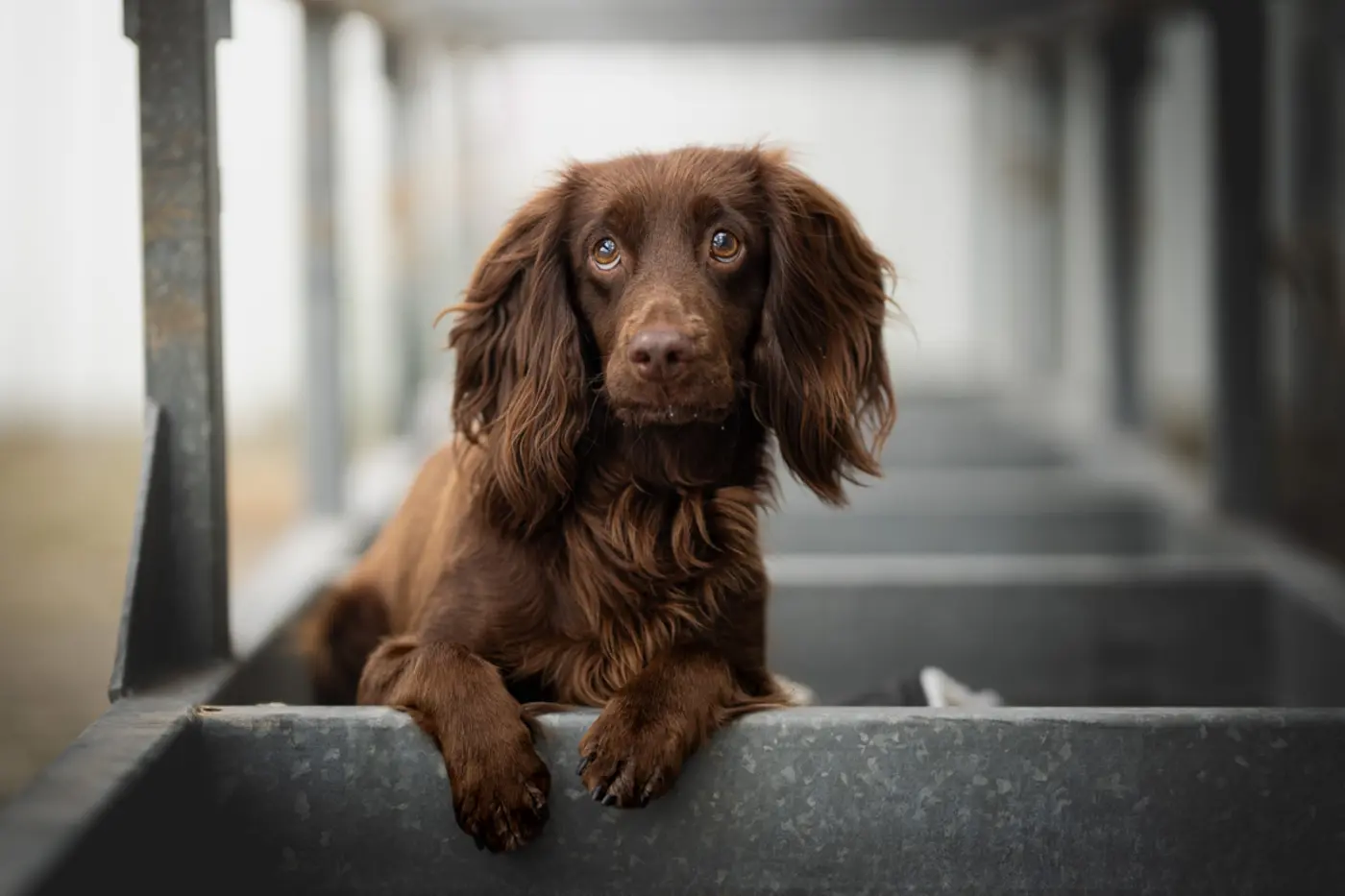 Hunde