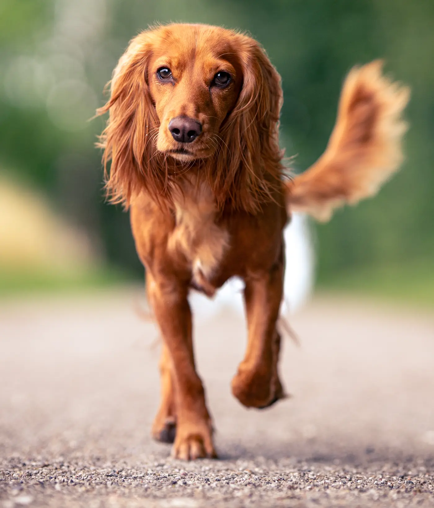 Hundefotografering